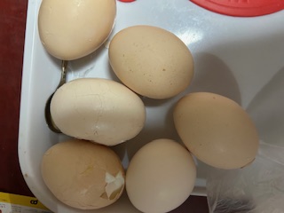 ゆで卵.jpg