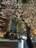 夜桜１.jpg