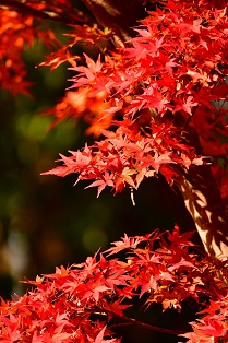 竈門神社１.jpg